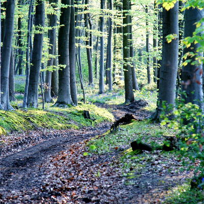 Jackrabbit in the woods, par Xavier E. G. Dierick